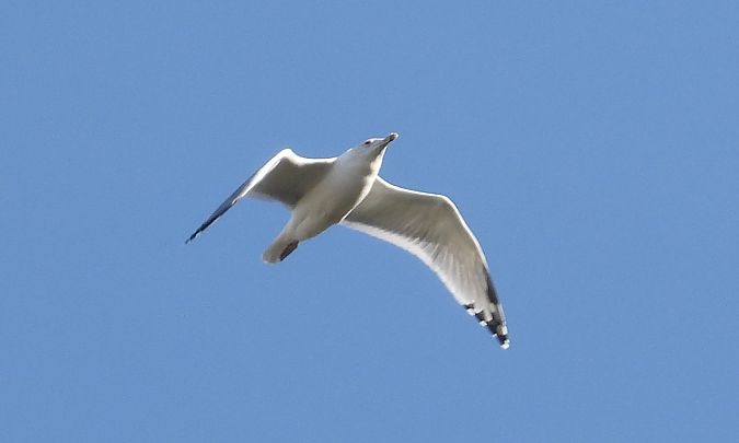 Goéland pontique 