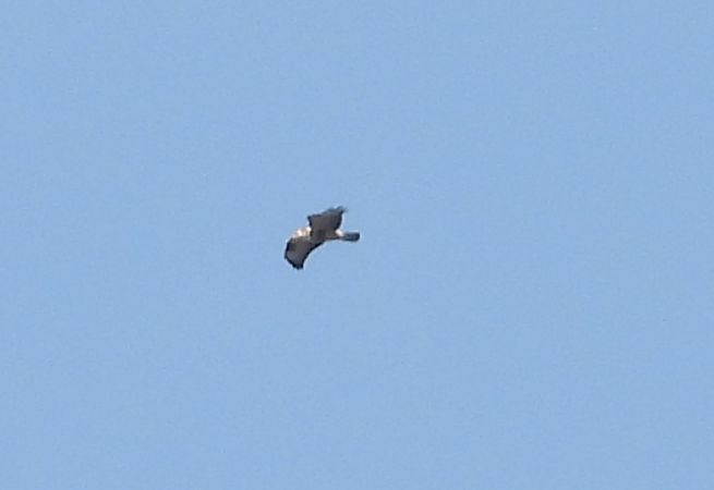 Rough-legged Buzzard 