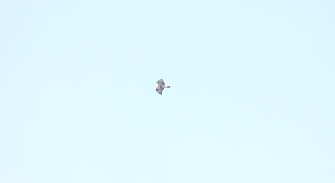 myszołów włochaty 