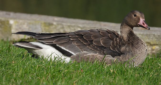 Greater White-fronted Goose 