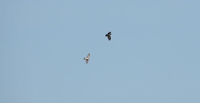 Eurasian Sparrowhawk 