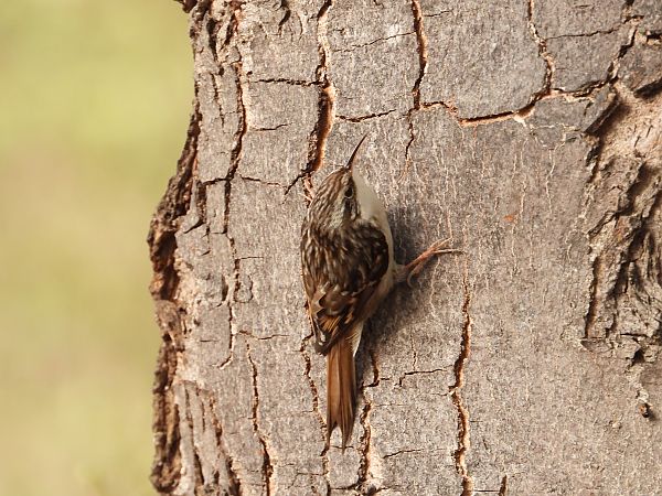 Grimpereau des jardins 