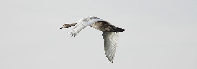 Cygne tuberculé 