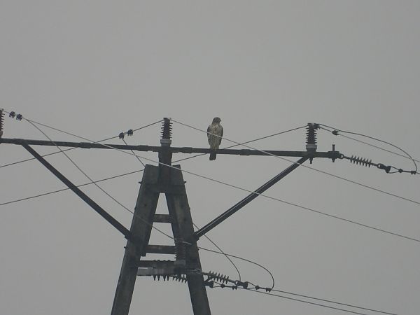 jastrząb  - Jarosław Słowikowski