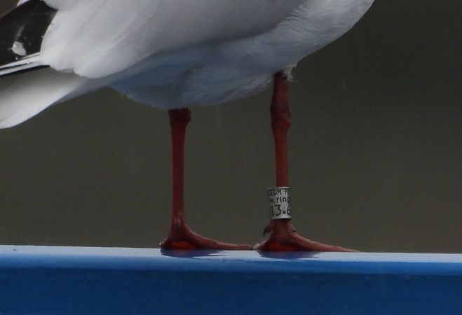 Lachmöwe  - Jarosław Słowikowski