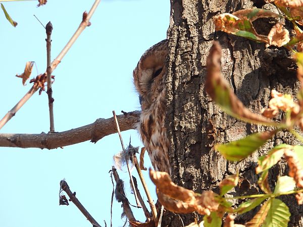 Chouette hulotte  - Jarosław Słowikowski