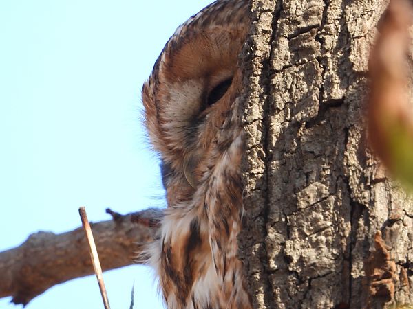 Chouette hulotte  - Jarosław Słowikowski