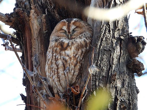Chouette hulotte  - Jarosław Słowikowski