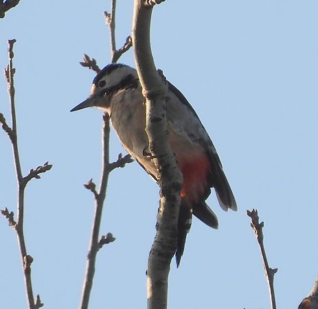 Buntspecht  - Jarosław Słowikowski