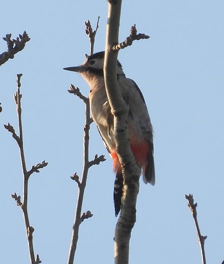 Pic épeiche  - Jarosław Słowikowski