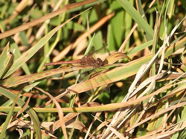 szablak późny  - Jarosław Słowikowski