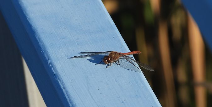 Common Darter  - Jarosław Słowikowski