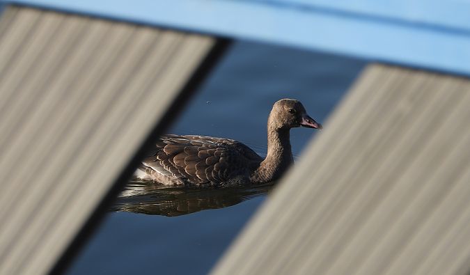 Oie rieuse  - Jarosław Słowikowski