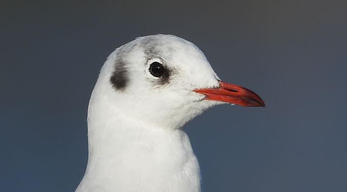 śmieszka  - Jarosław Słowikowski