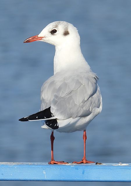 śmieszka  - Jarosław Słowikowski
