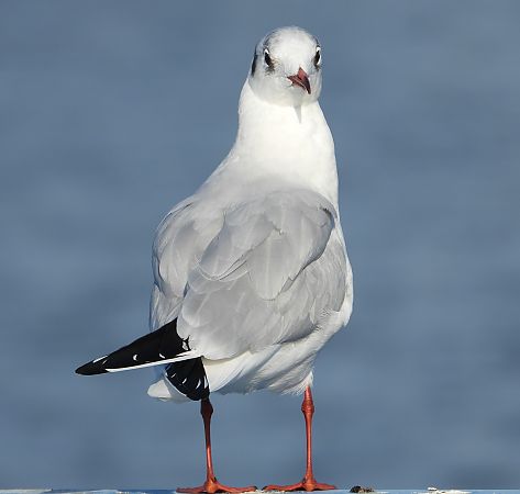 śmieszka  - Jarosław Słowikowski