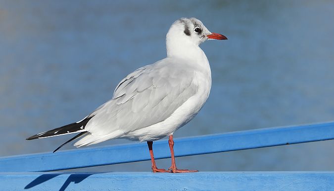 śmieszka  - Jarosław Słowikowski