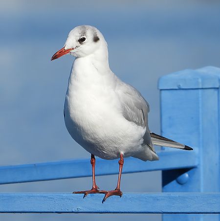 śmieszka  - Jarosław Słowikowski