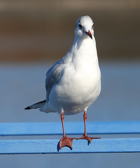 śmieszka  - Jarosław Słowikowski