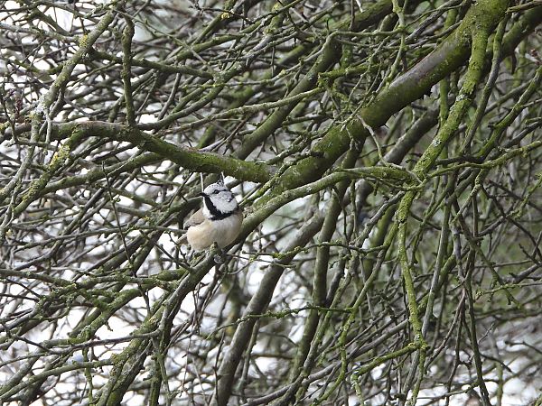 Mésange huppée  - Jarosław Słowikowski