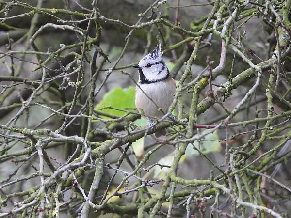 Mésange huppée  - Jarosław Słowikowski