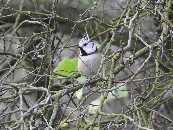 Mésange huppée  - Jarosław Słowikowski