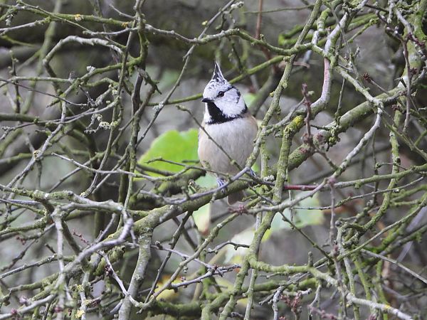 czubatka  - Jarosław Słowikowski