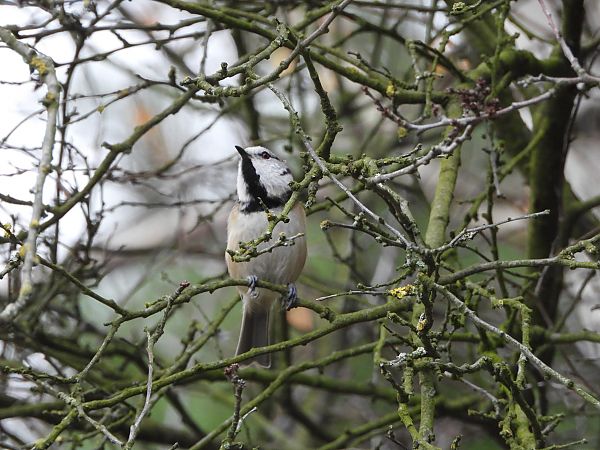 Mésange huppée  - Jarosław Słowikowski