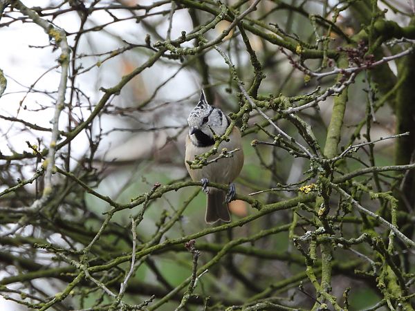 Mésange huppée  - Jarosław Słowikowski