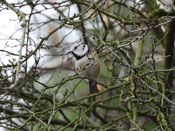 Mésange huppée  - Jarosław Słowikowski