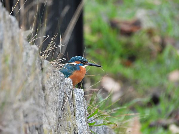 zimorodek  - Jarosław Słowikowski