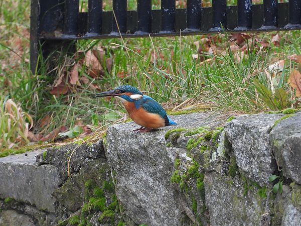 Martin-pêcheur d'Europe  - Jarosław Słowikowski