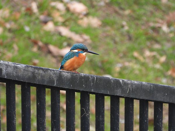 Martin-pêcheur d'Europe  - Jarosław Słowikowski