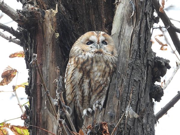 puszczyk  - Jarosław Słowikowski
