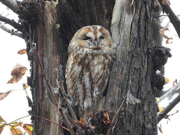 Chouette hulotte  - Jarosław Słowikowski