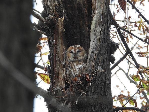 Chouette hulotte  - Jarosław Słowikowski
