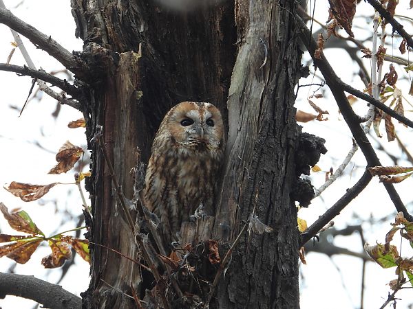 Chouette hulotte  - Jarosław Słowikowski