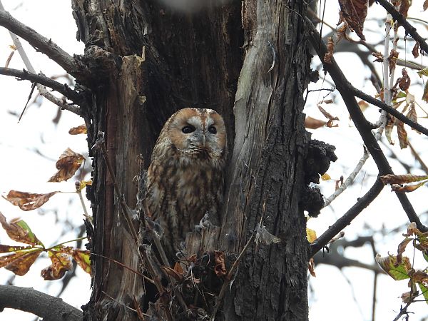 puszczyk  - Jarosław Słowikowski