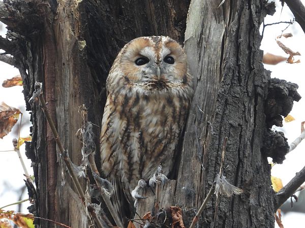 Tawny Owl 