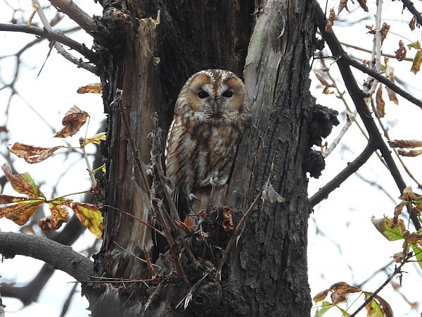 Chouette hulotte  - Jarosław Słowikowski