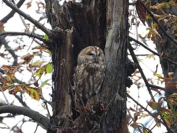 Waldkauz  - Jarosław Słowikowski