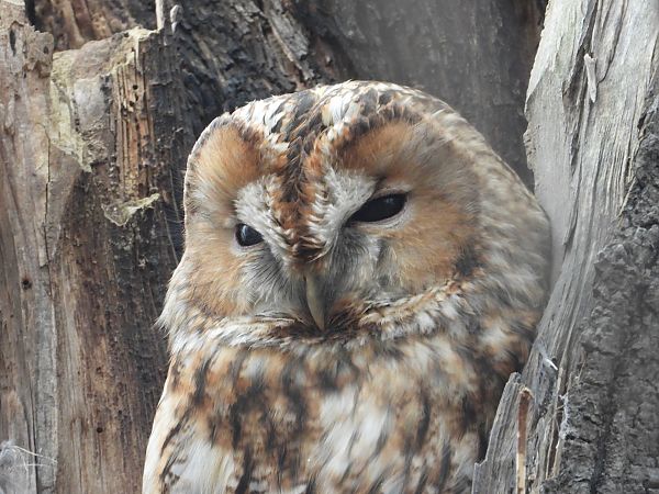 Chouette hulotte  - Jarosław Słowikowski