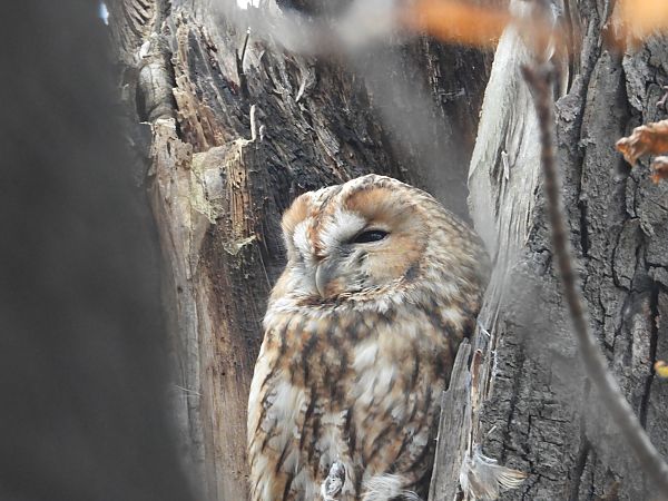 Chouette hulotte  - Jarosław Słowikowski