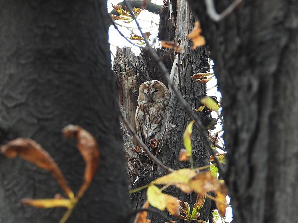 Waldkauz  - Jarosław Słowikowski