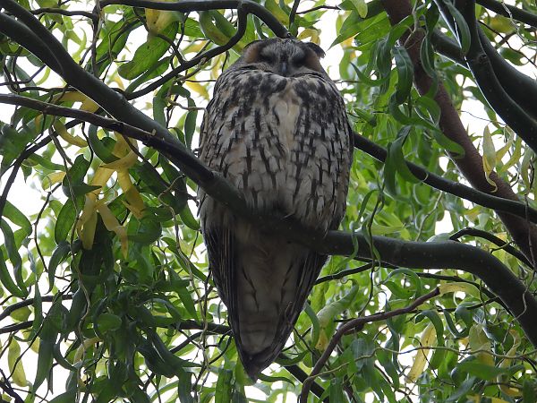 uszatka  - Jarosław Słowikowski