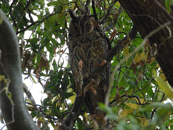 uszatka  - Jarosław Słowikowski