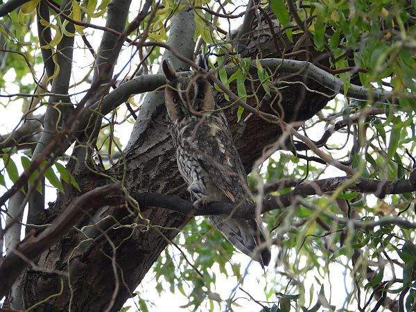 Hibou moyen-duc  - Jarosław Słowikowski
