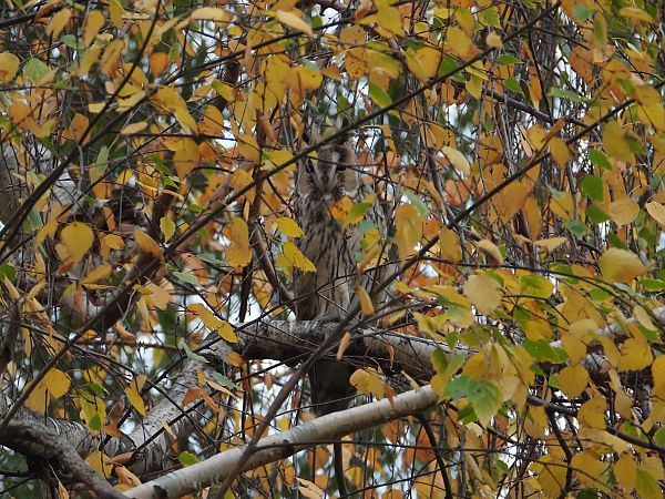 Hibou moyen-duc  - Jarosław Słowikowski