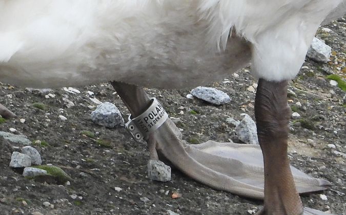 Mute Swan  - Jarosław Słowikowski