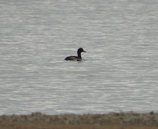 Bergente  - Jarosław Słowikowski